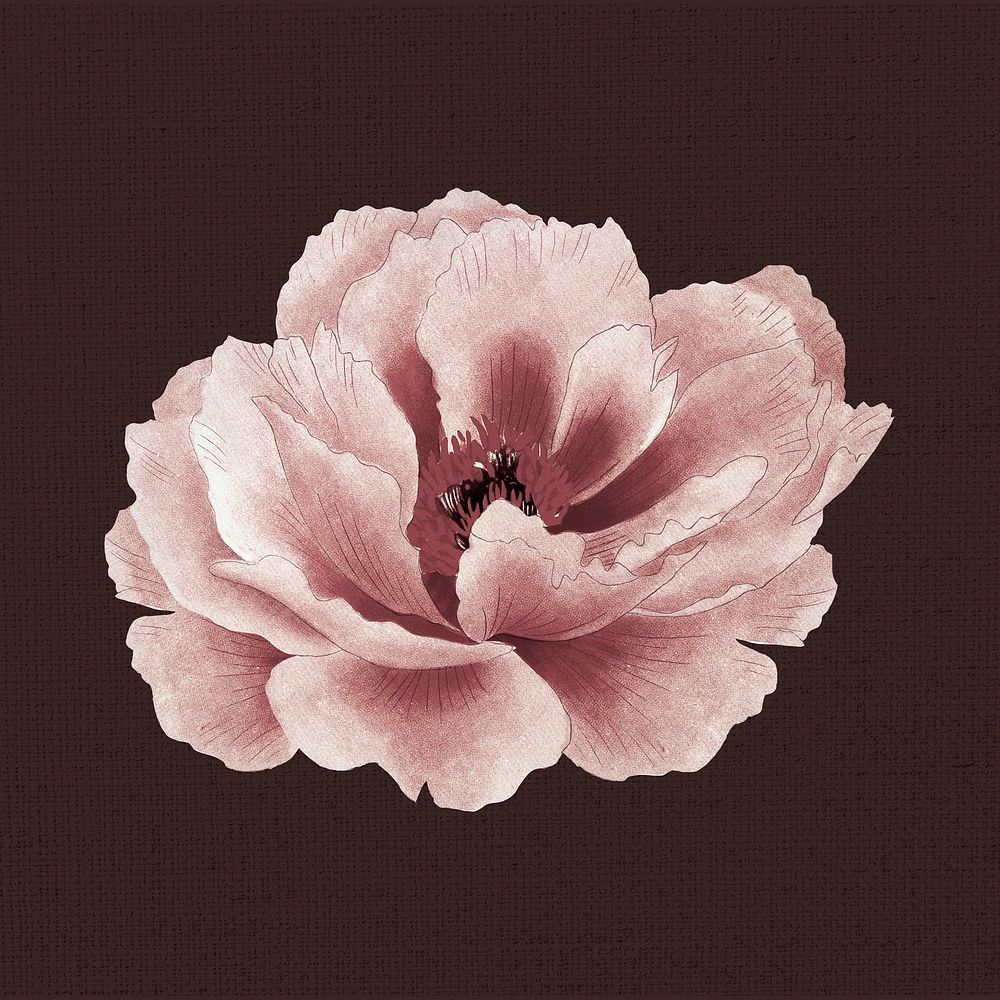 Japanese peony flower clip art, floral style