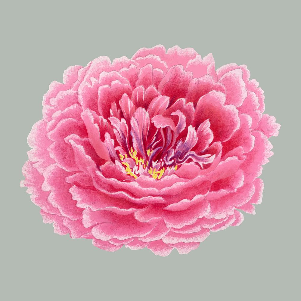 Pink peony sticker, Japanese botanical flower design element vector