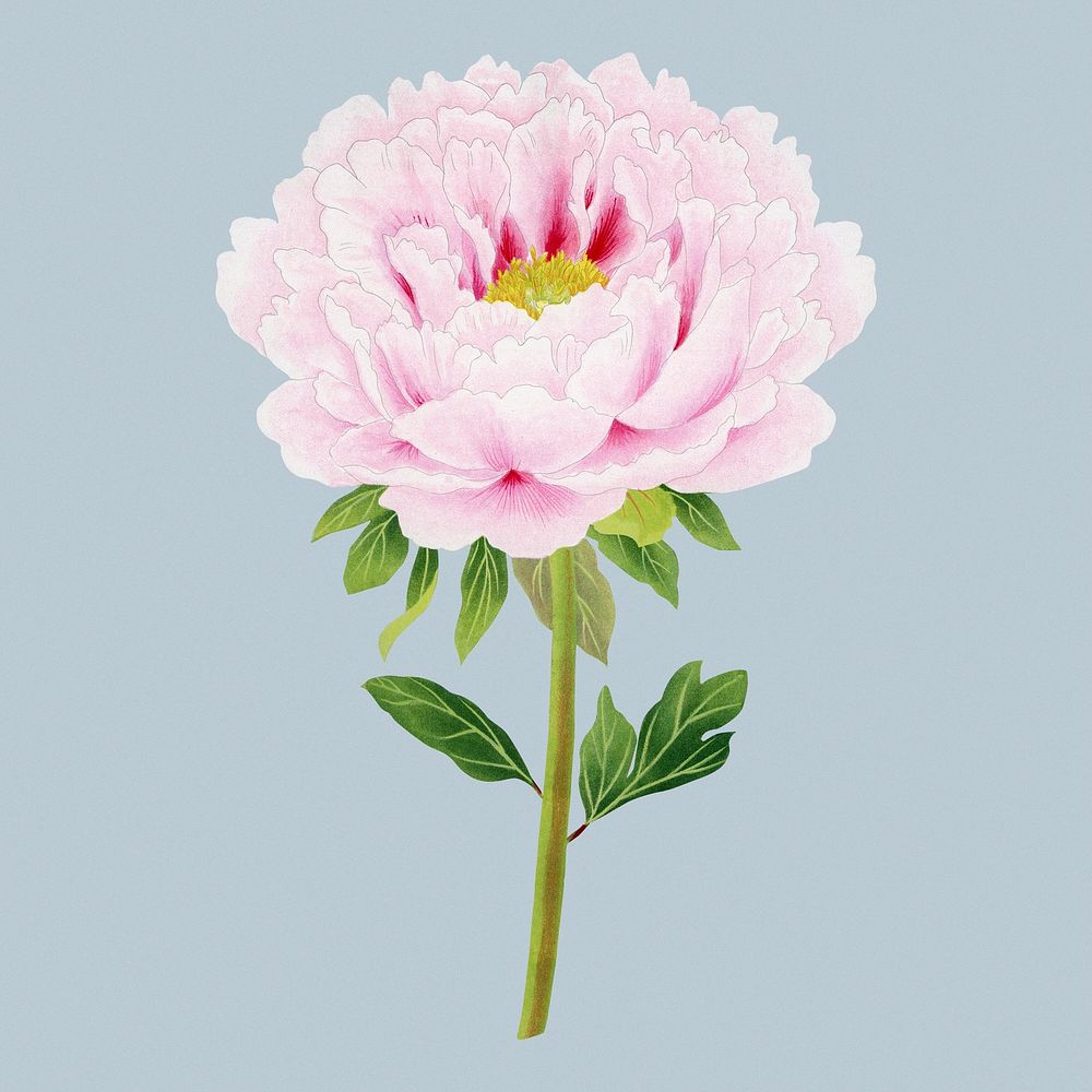 Peony flower clip art, pink botanical floral design