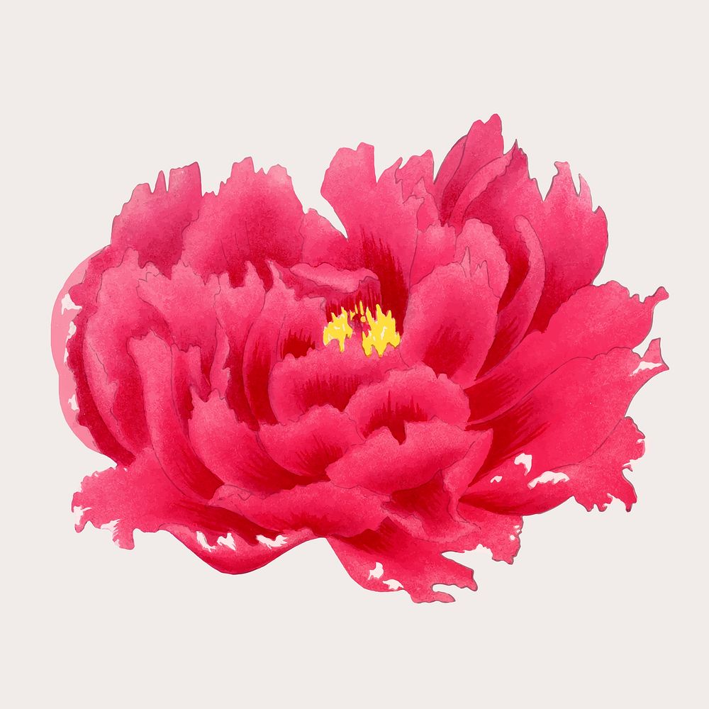 Peony sticker, aesthetic flower clipart, floral & botanical style vector