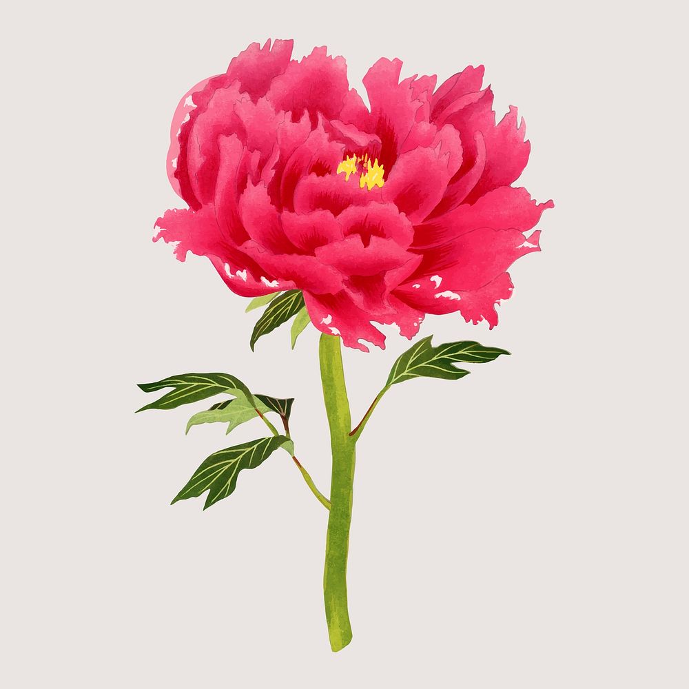Beautiful peony flower design element, aesthetic botanical style vector