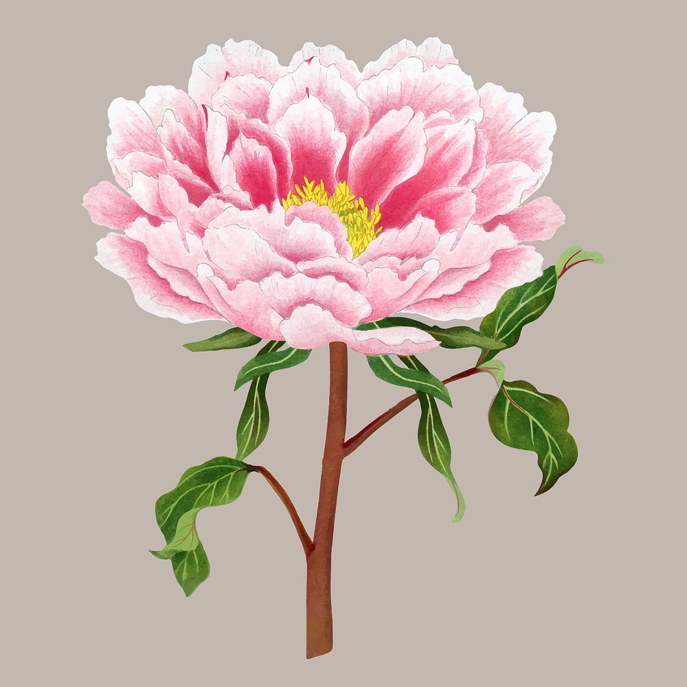 Peony flower clipart, pink botanical floral design vector
