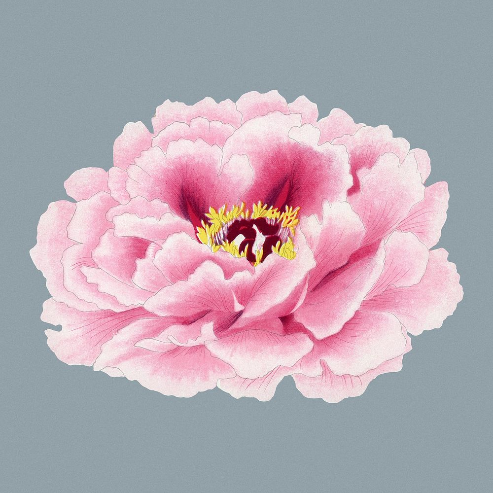 Peony flower clip art, pink botanical floral design