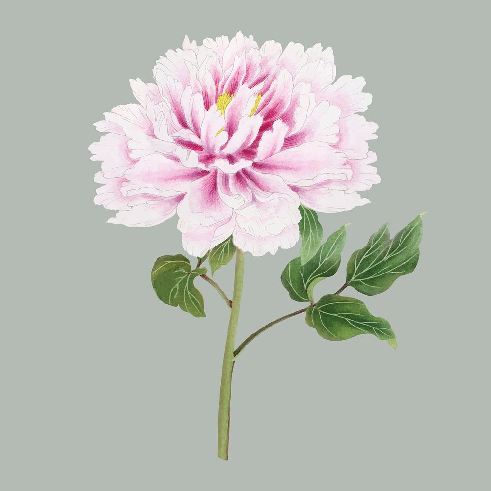Peony flower clipart, pink botanical floral design vector