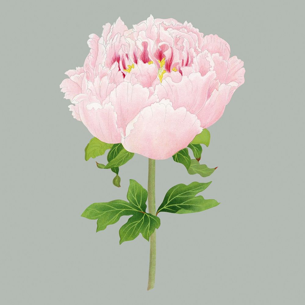 Pink peony clipart, botanical flower illustration