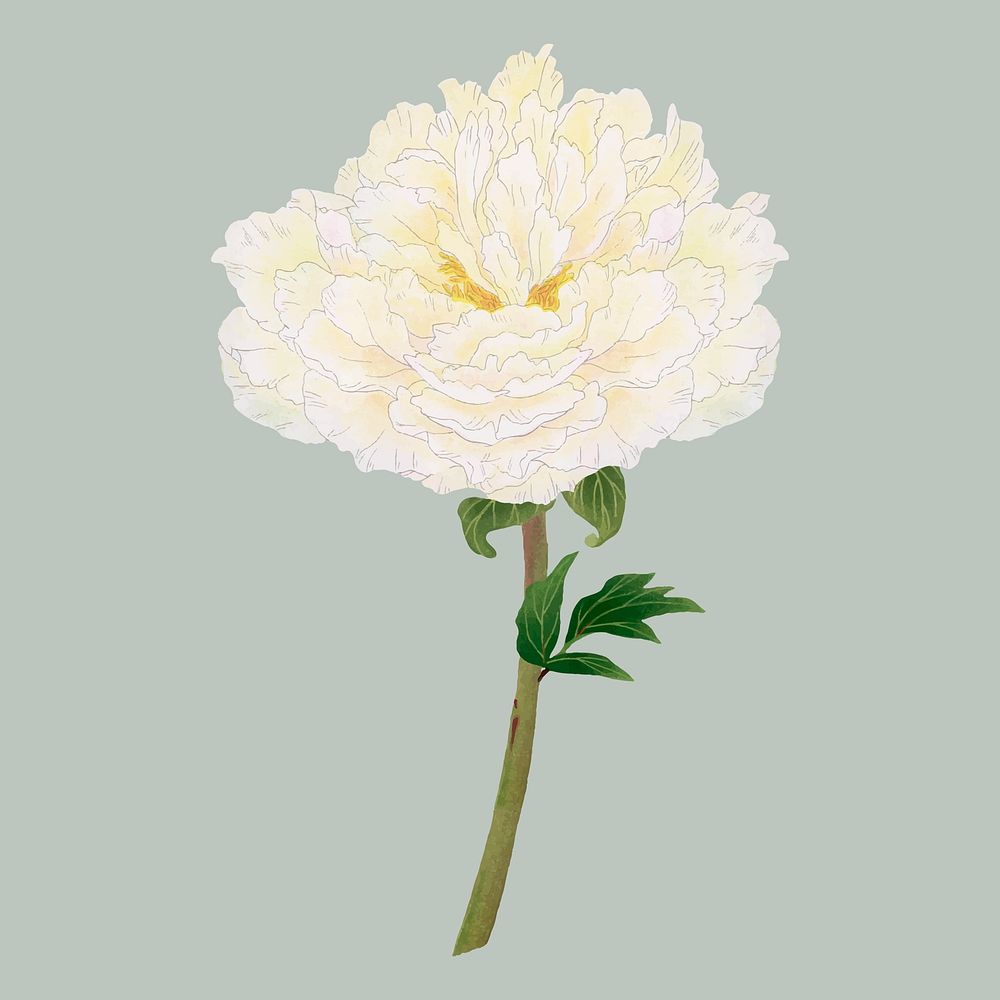 Peony flower clipart, white botanical floral design vector