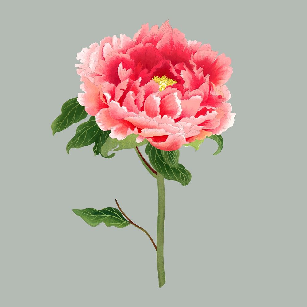 Peony flower clipart, red botanical floral design vector
