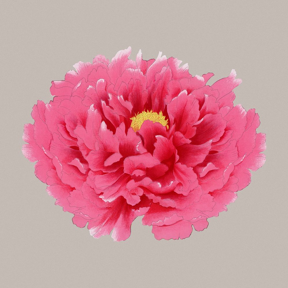 Peony flower clip art, red botanical floral design