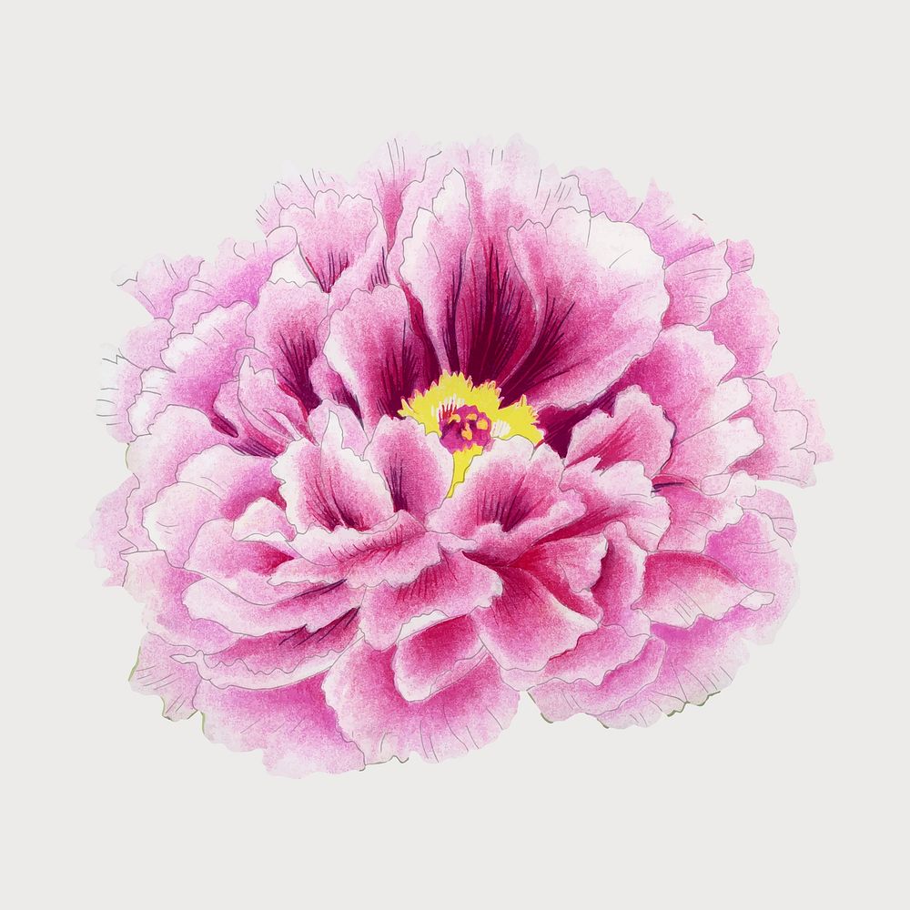 Beautiful peony flower design element, aesthetic botanical style vector