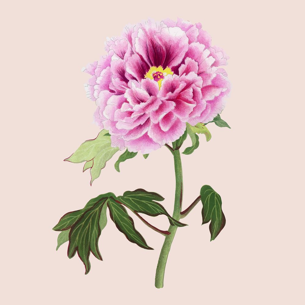 Aesthetic peony flower sticker, floral clipart vector