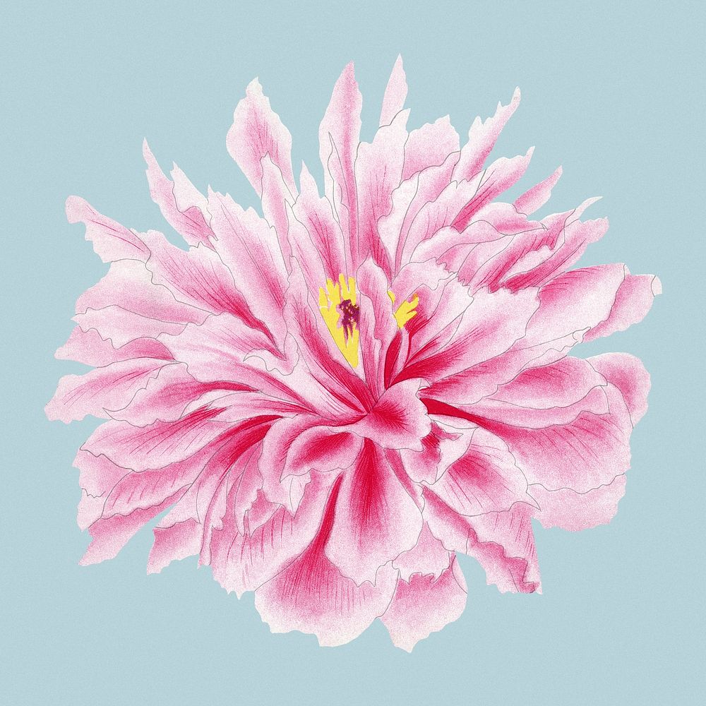 Beautiful Peony flower clipart, aesthetic botanical style