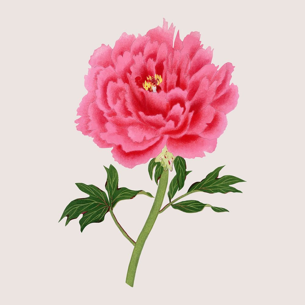Aesthetic peony flower sticker, floral clipart vector