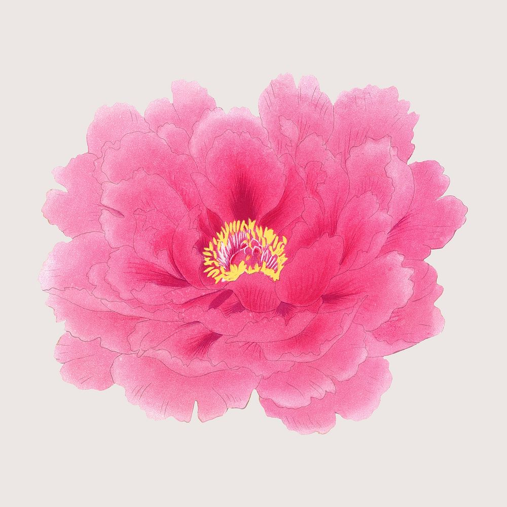Japanese peony flower clip art, floral clipart