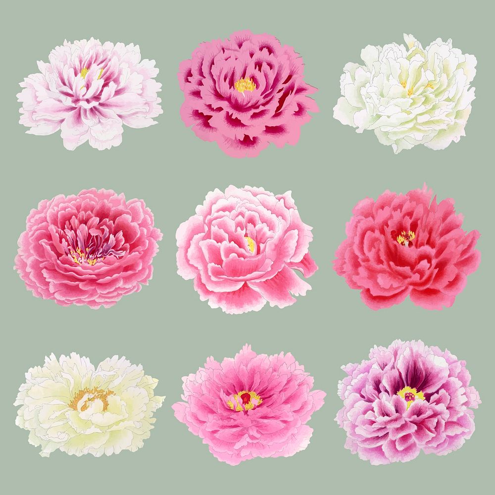 Pink peony sticker, Japanese botanical flower design element vector set