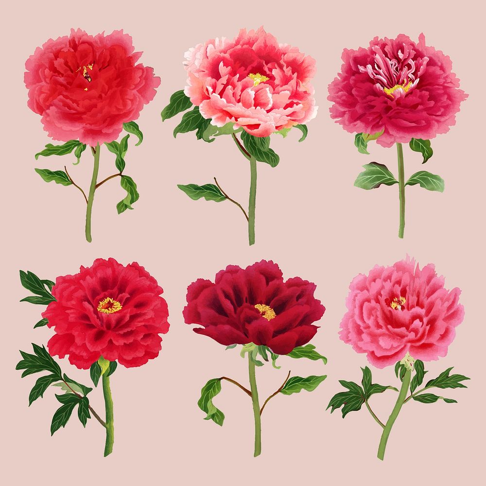 Aesthetic peony flower sticker, floral clipart vector set