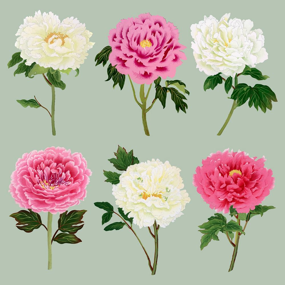 Aesthetic peony flower sticker, floral clipart vector set