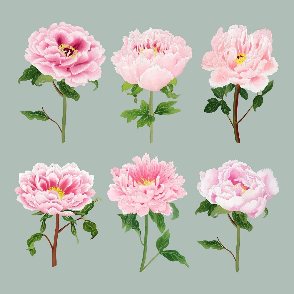 Peony sticker, aesthetic flower clipart, floral & botanical style vector set