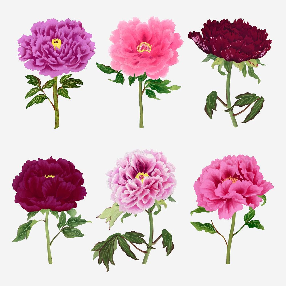 Peony sticker, aesthetic flower clipart, floral & botanical style vector set