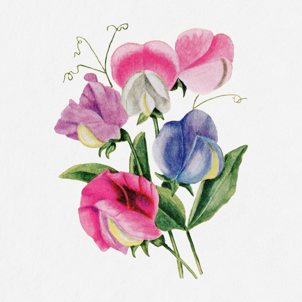Sweet peas flower illustration, vintage watercolor design, digitally enhanced from our own original copy of The Open Door to…