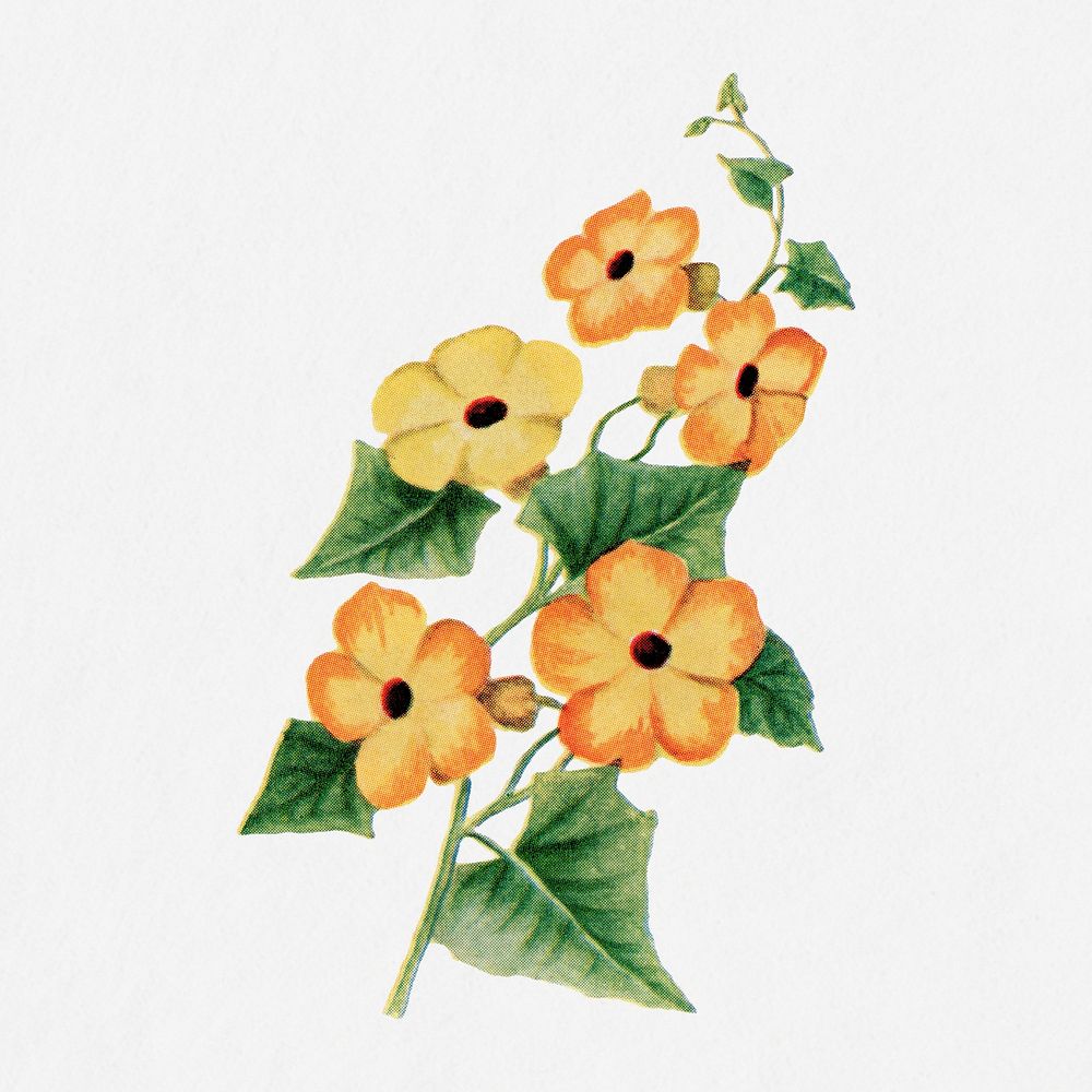 Thunbergia flower illustration, vintage watercolor design, digitally enhanced from our own original copy of The Open Door to…
