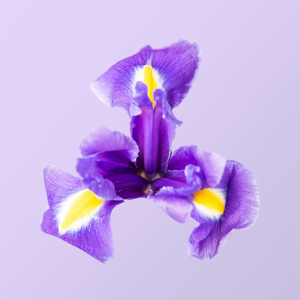Dutch iris flower, closeup shot