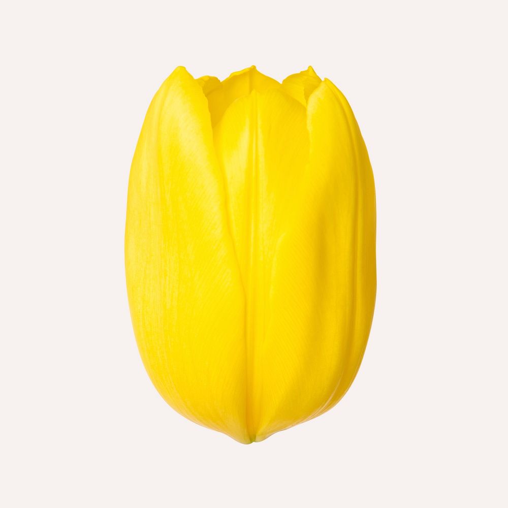 Yellow tulip flower, closeup shot
