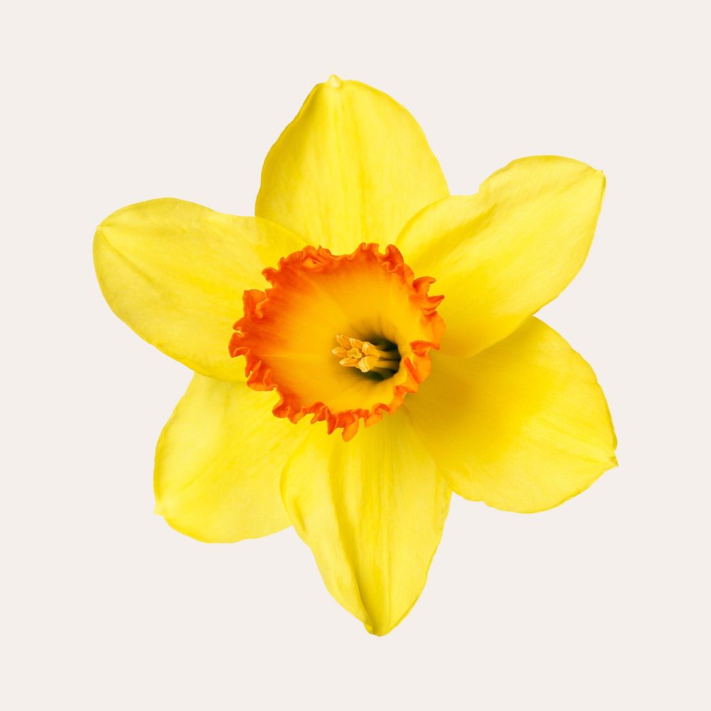 Yellow daffodil, collage element psd