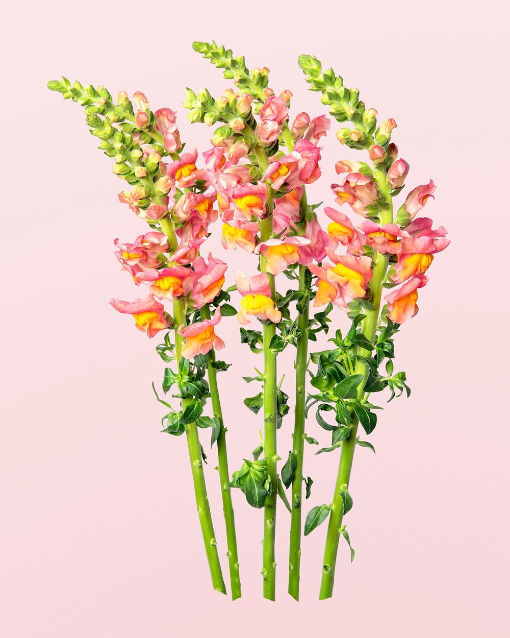 Pink snapdragon flower, collage element psd