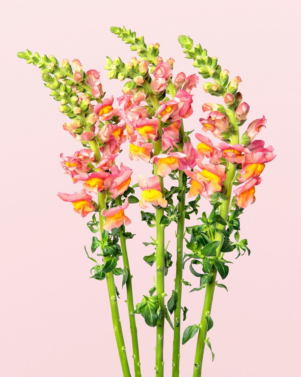 Beautiful blooming pink snapdragon flower