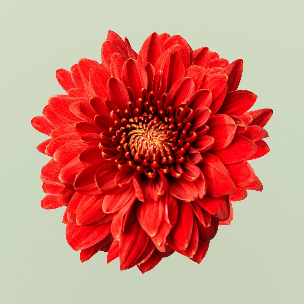 Red chrysanthemum flower, closeup shot