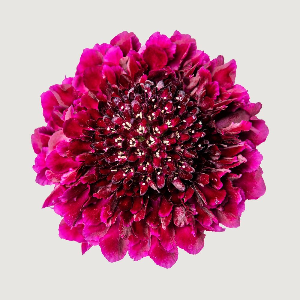 pink scabiosa sweet cherry scoop, collage element psd