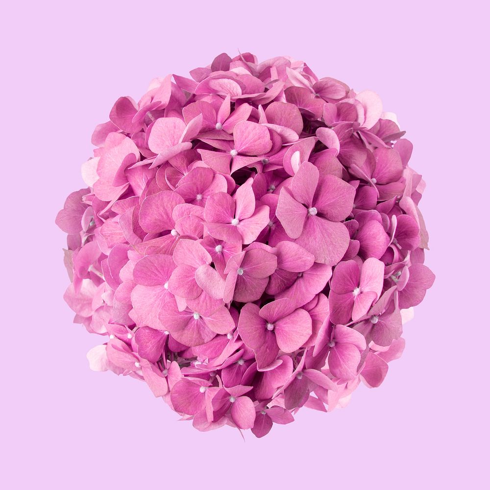 Pink hydrangea, collage element psd
