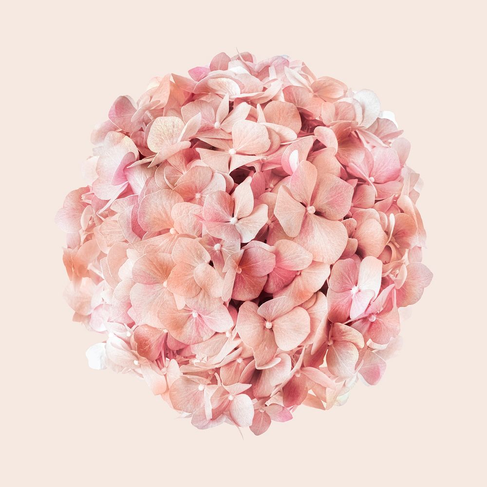 Pink hydrangea flower, closeup shot