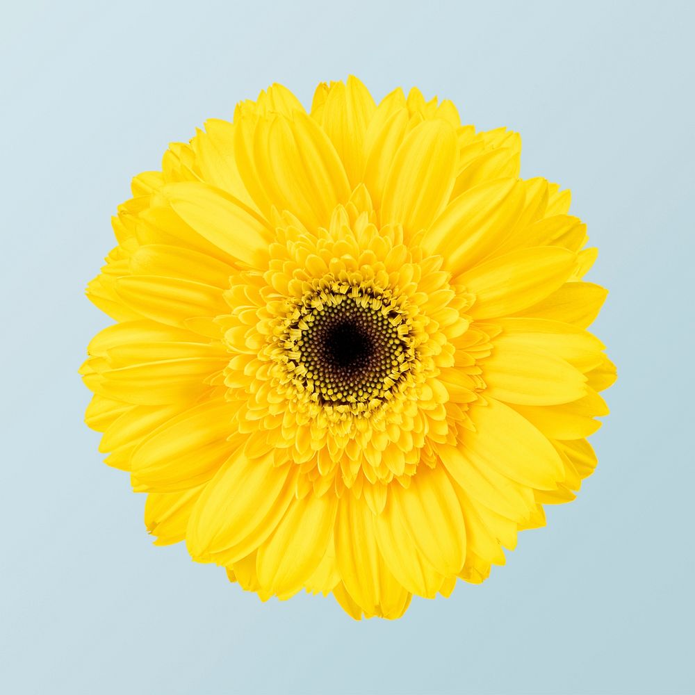 Yellow gerbera flower, closeup shot