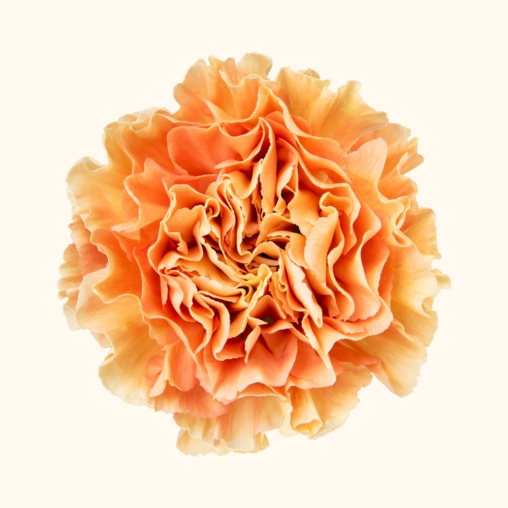 Orange carnation, collage element psd