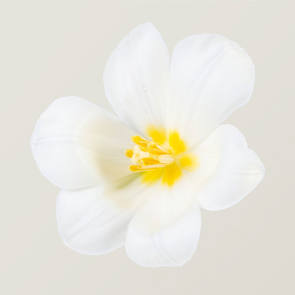 White tulip, collage element psd