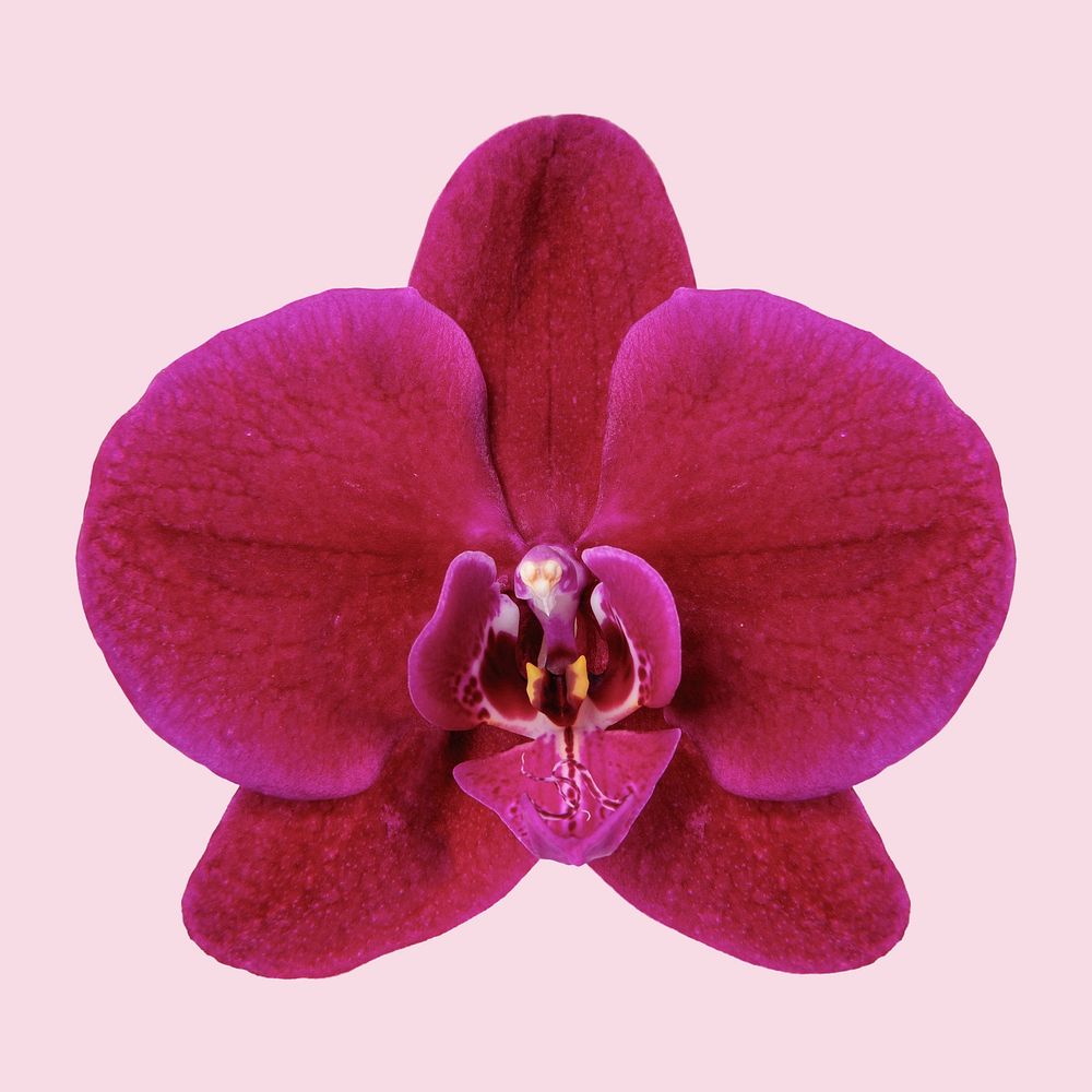 Red orchid flower, closeup shot