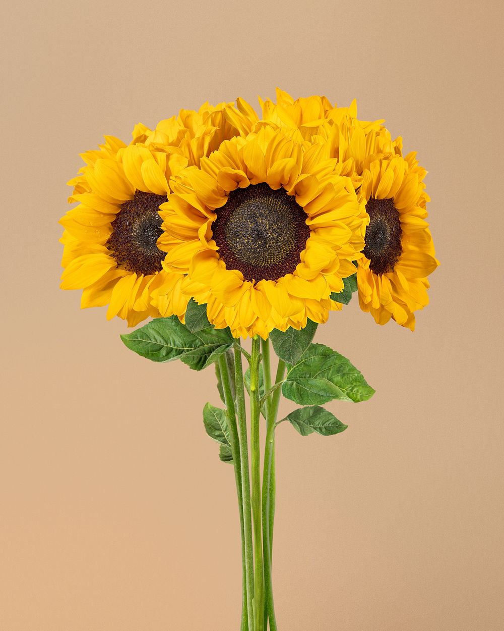 Beautiful blooming sunflower, closeup