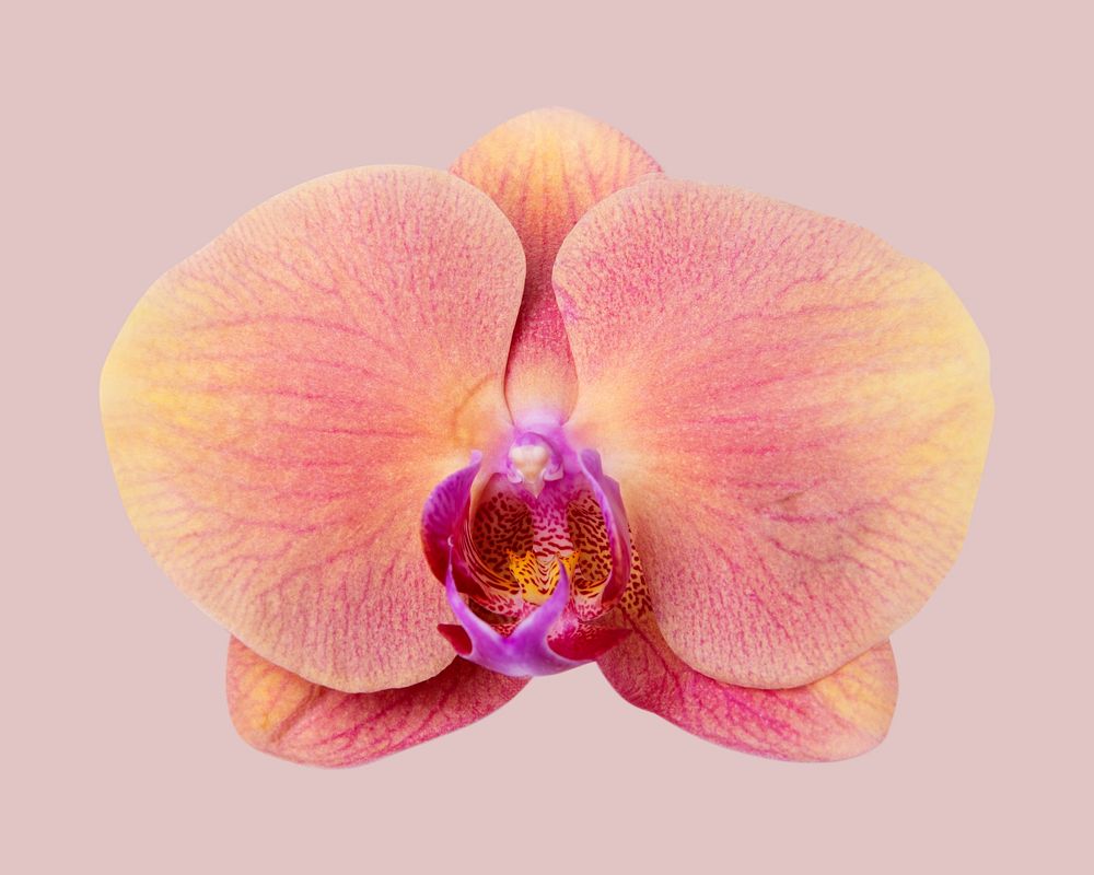 Pink orchid flower, closeup shot