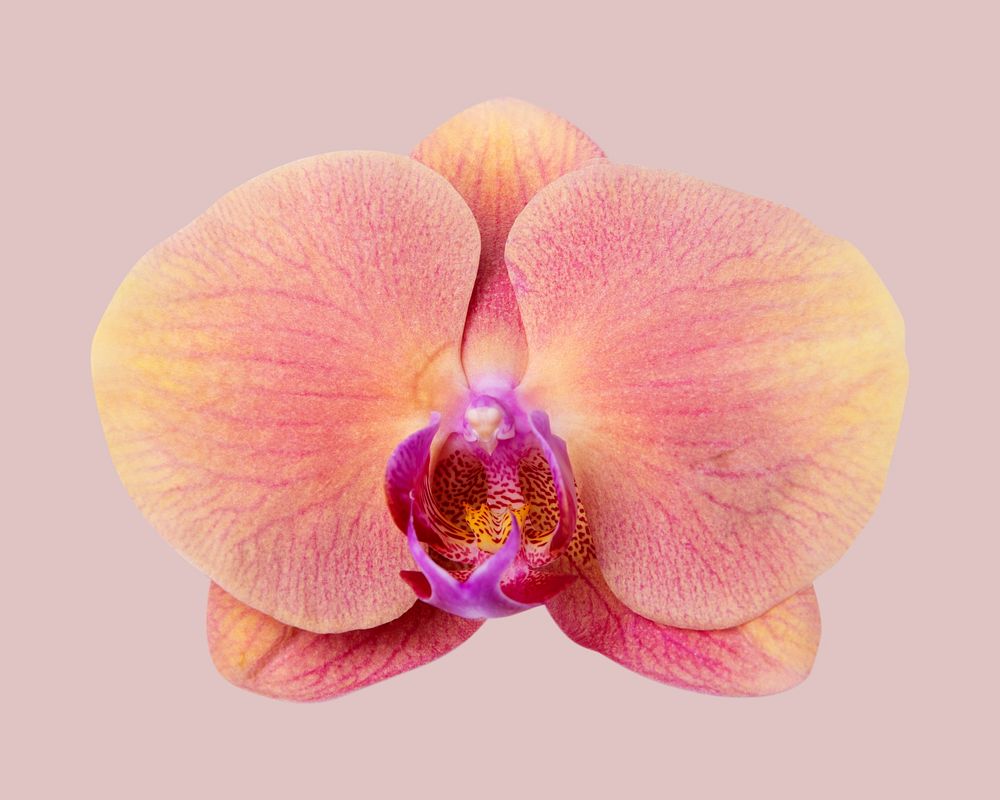 Pink orchid, collage element psd