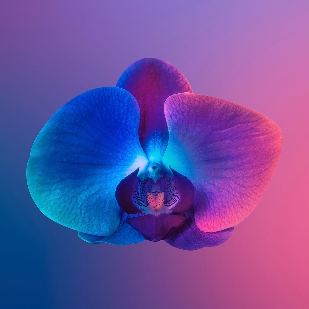 Colorful orchid flower, closeup shot
