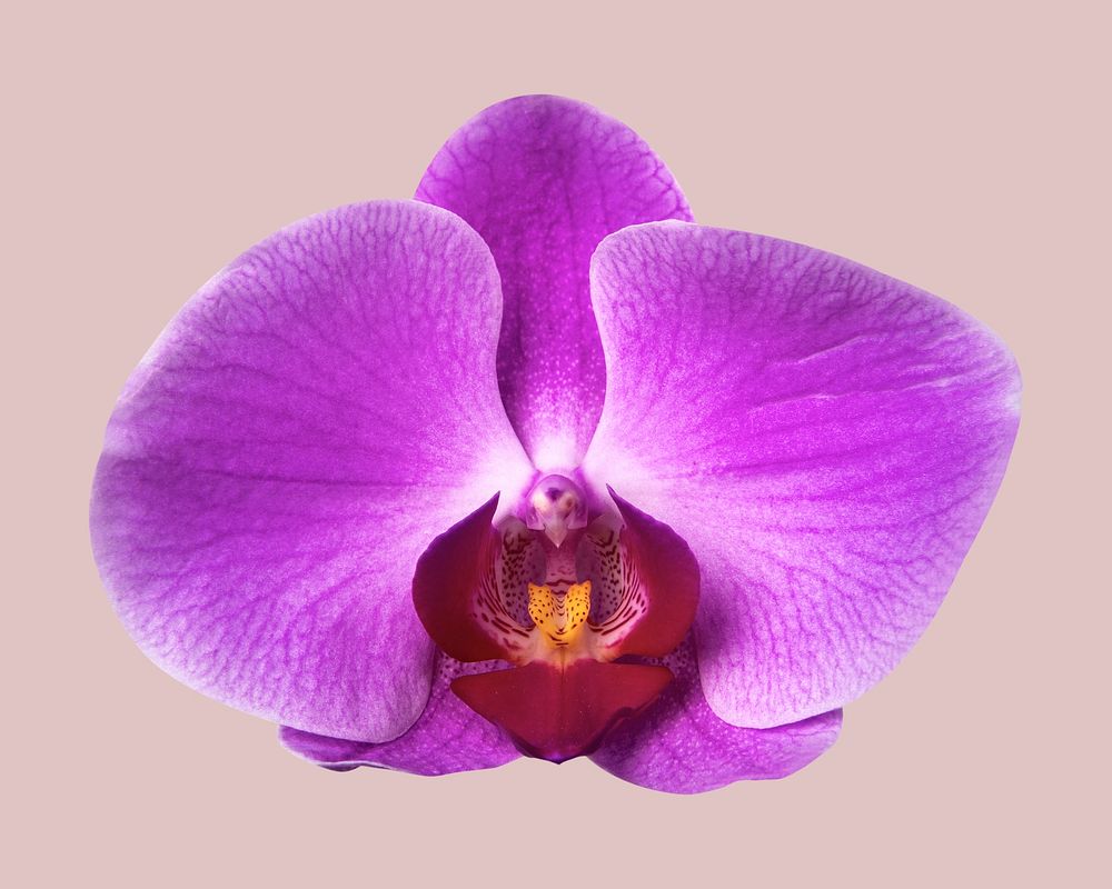 Purple orchid, collage element psd