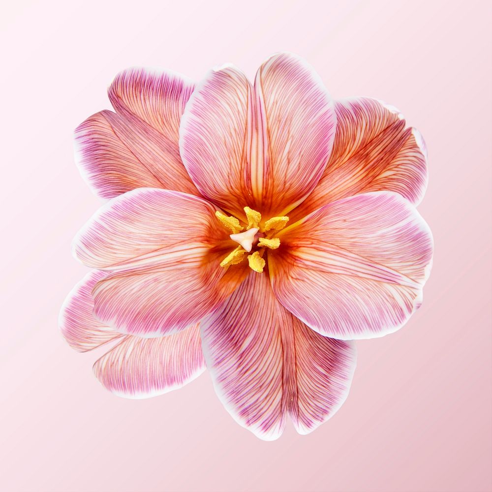 Pink tulip, collage element psd