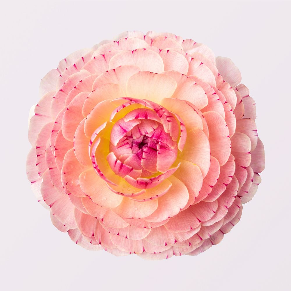 Pink ranunculus flower, closeup shot