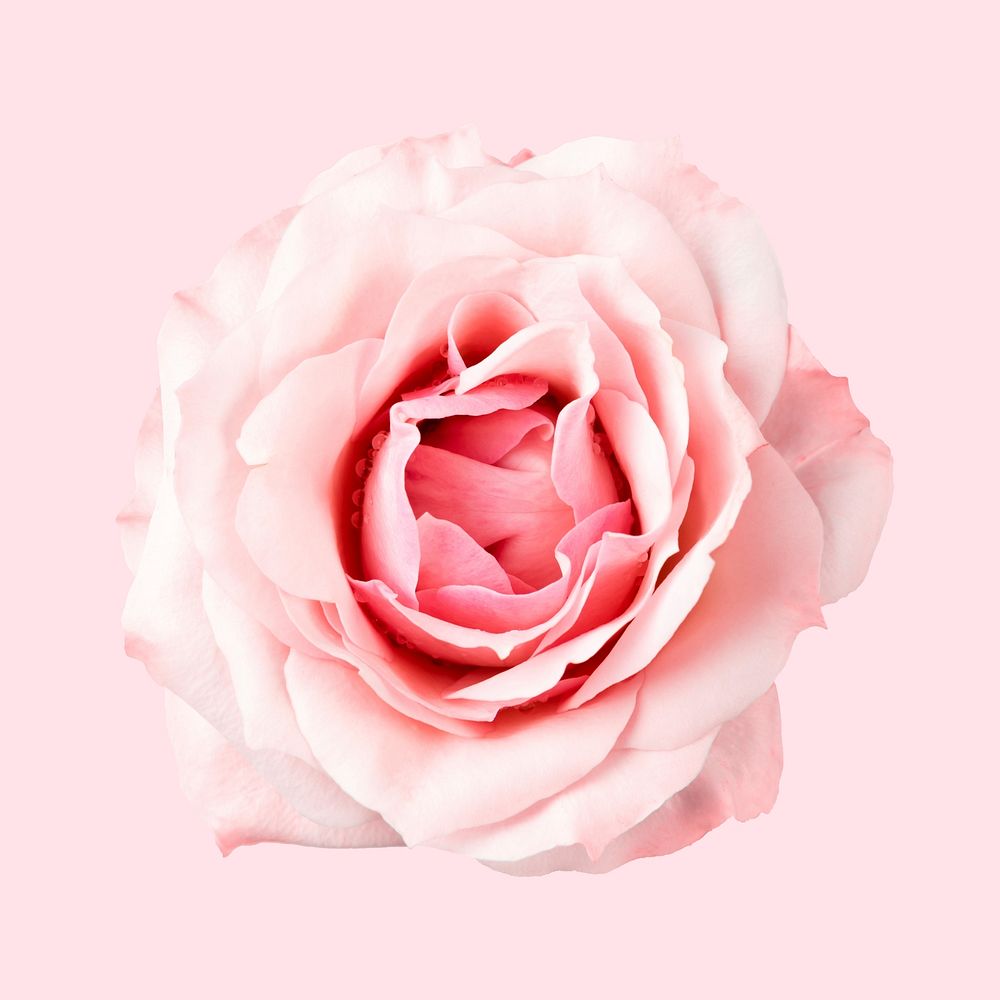 Pink rose flower, closeup shot