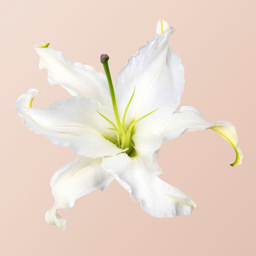 White lily flower, closeup shot