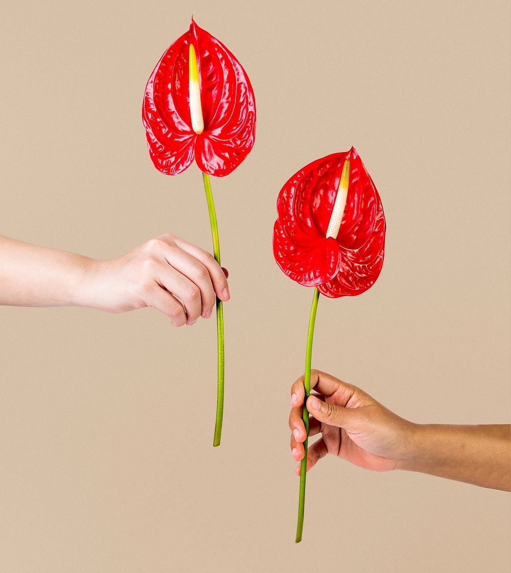 Red anthuriums held by hands