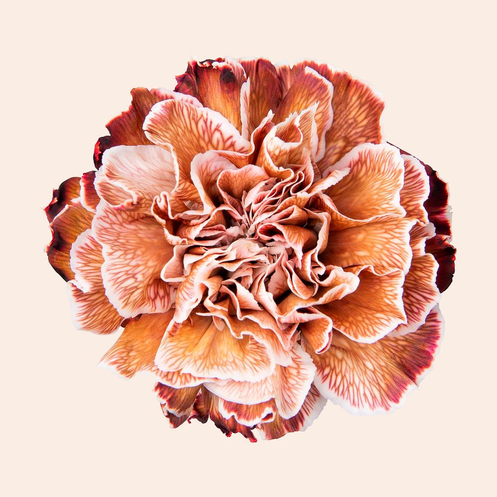 Orange carnation , collage element psd