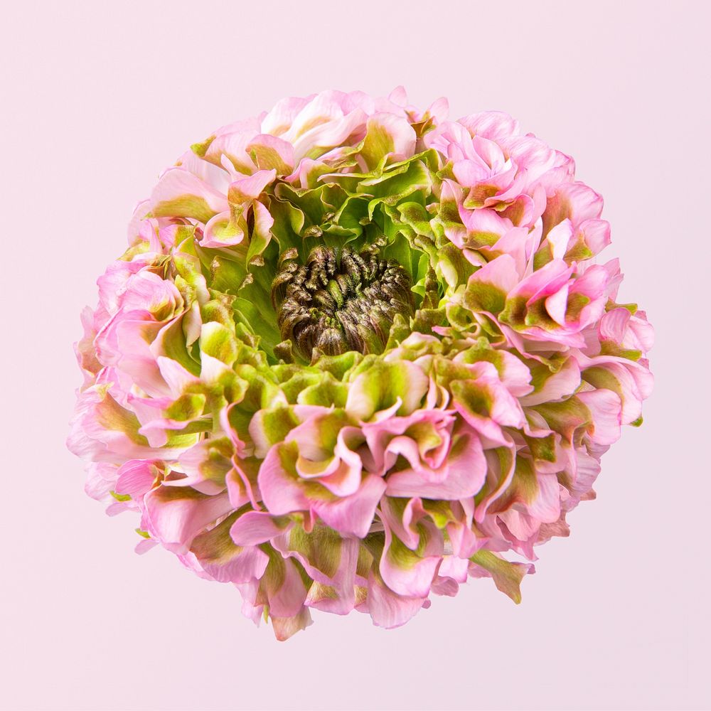Pink hydrangea flower, closeup shot