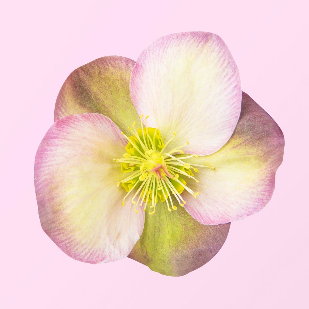 Pink hellebore flower, closeup shot